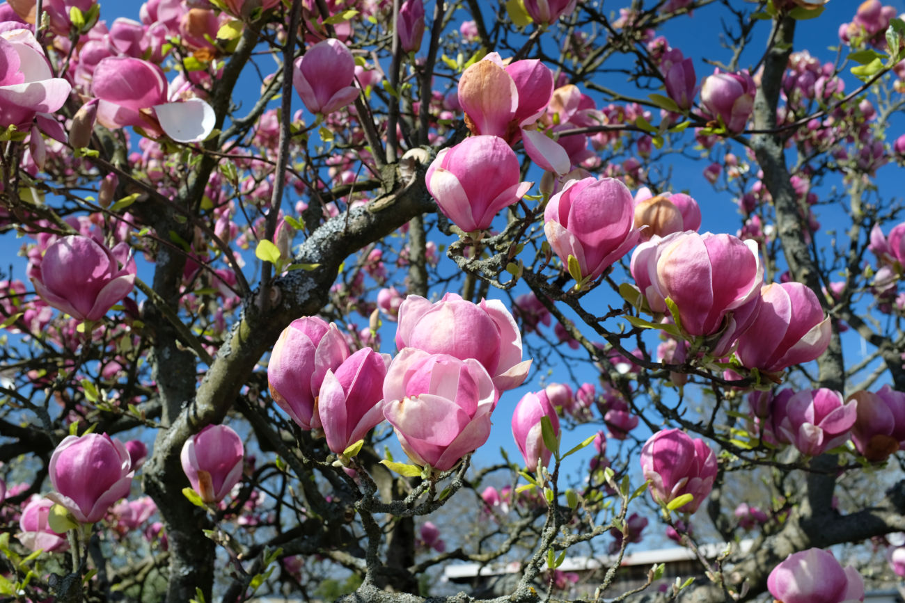 Magnolie